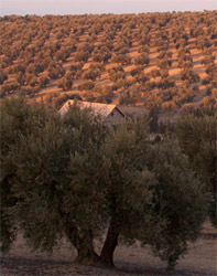 olivo en primavera